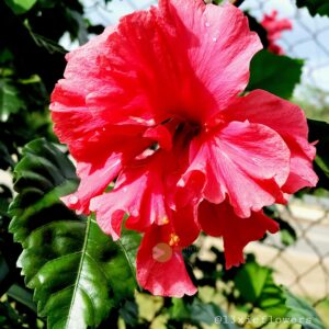 escape to paradise