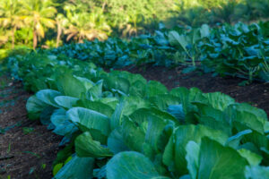 the rise of farm to table dinning