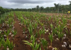 organic farming in Belize 