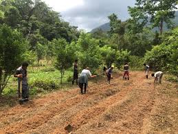 organic farming in Belize 