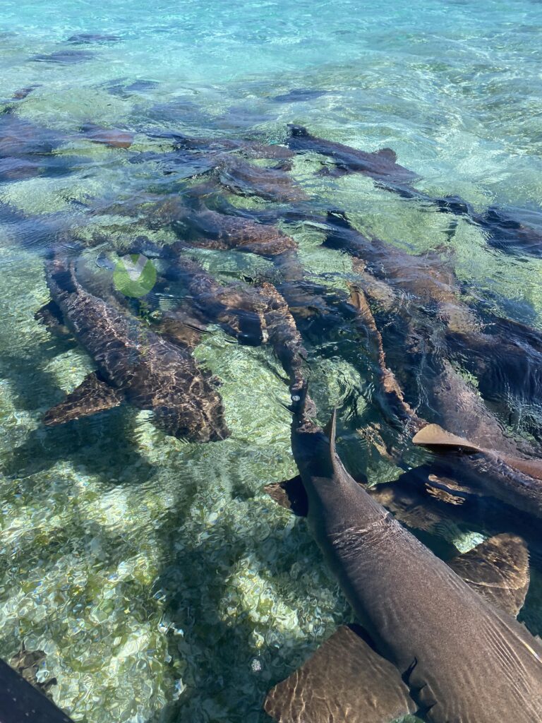 Discover Belize: The Ultimate Group Tour Adventure Awaits!